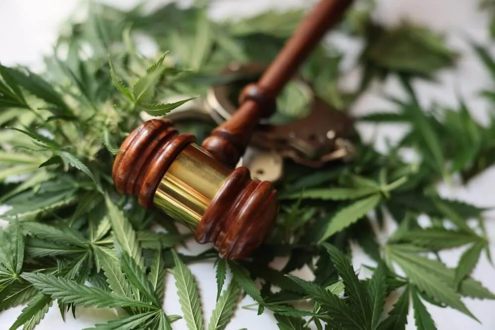 Judges Hammer On Fresh Leaves Of Marijuana